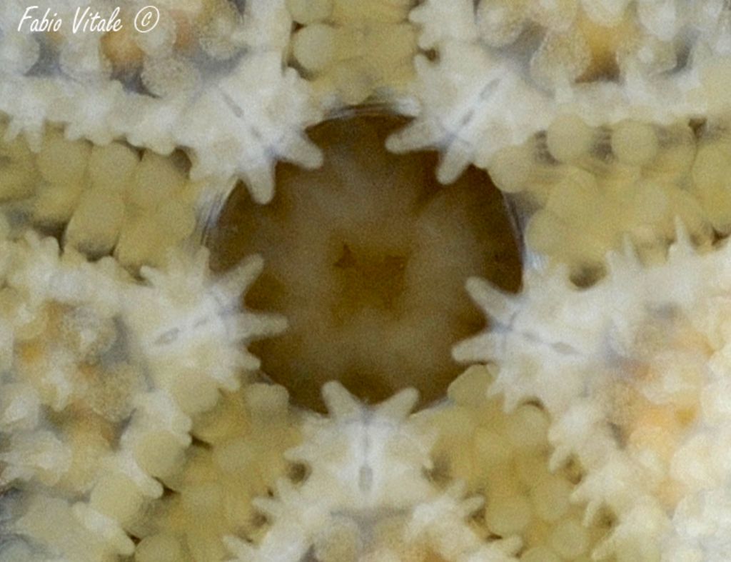 Asterina phylactica (dal versante ionico del Salento)